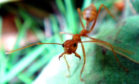 Weaver ant in fighting position